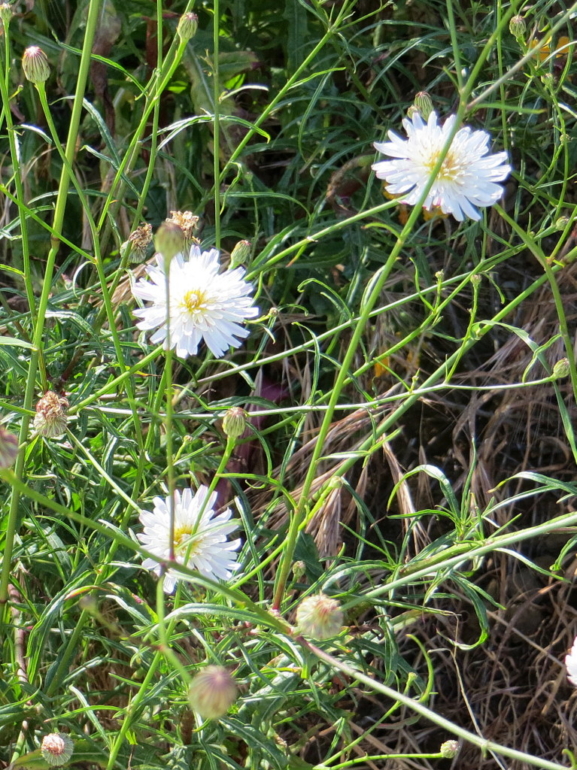 Trippet Ranch, Eagle Rock, Hub Junction, and Musch Trail – Simi Trail ...