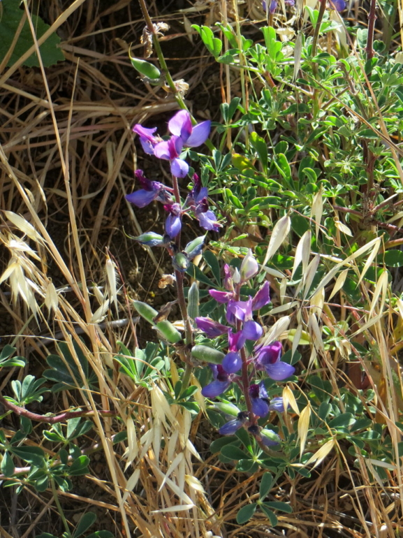 Trippet Ranch, Eagle Rock, Hub Junction, and Musch Trail – Simi Trail ...